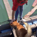 狗:我不是真的人,但你是真的狗